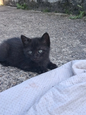 Zahme! Stubenreine! Hofkitten   Katerchen abzugeben