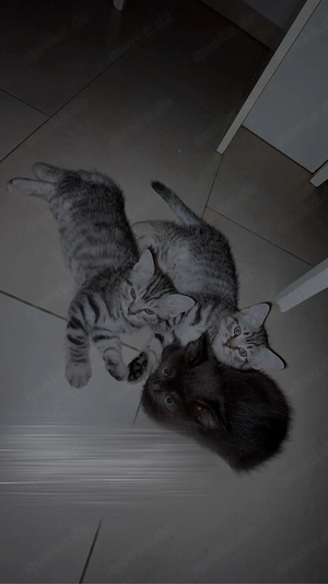BKH mix kitten 