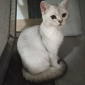 BKH Kater ist noch frei.(4 Monate alt)