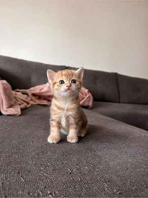    Wunderschöne British-Kurzhaar-Kitten suchen ein liebevolles Zuhause    Bild 4