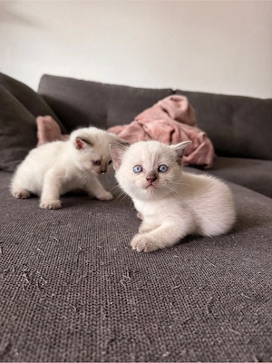    Wunderschöne British-Kurzhaar-Kitten suchen ein liebevolles Zuhause    Bild 3
