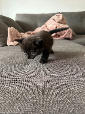    Wunderschöne British-Kurzhaar-Kitten suchen ein liebevolles Zuhause    Bild 5