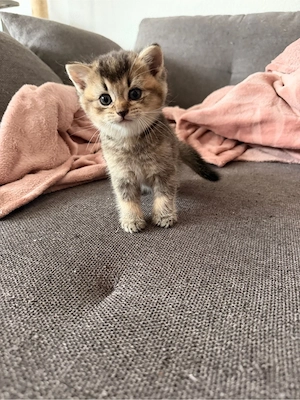    Wunderschöne British-Kurzhaar-Kitten suchen ein liebevolles Zuhause    Bild 2
