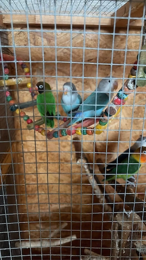 Unzertrennliche Vögel