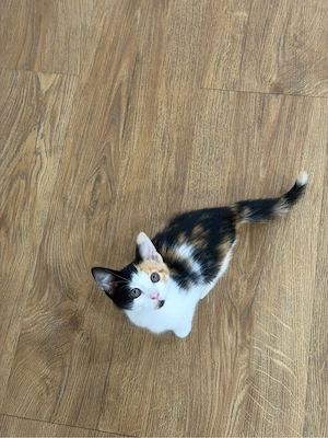 Babykatze    Bild 2