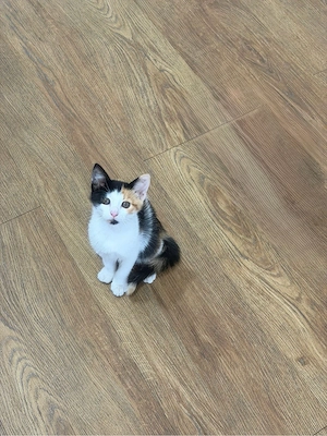 Babykatze    Bild 3