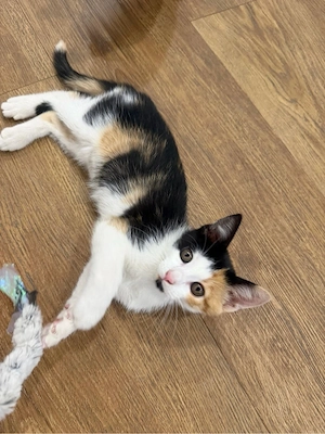 Babykatze    Bild 4