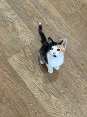 Babykatze    Bild 5