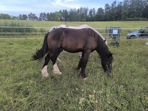 Wunderschöner Smoky Black Irish Cob
