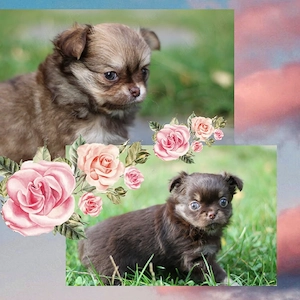 Wunderschöne Reinrassige Chihuahua Welpen Hündinen Choco Tan Choco Sabel Langhaar 