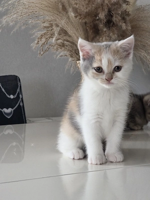 Reinrassige BKH Kitten Abgabe bereit 