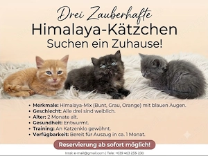 Drei Zauberhafte Himalaya-Kätzchen Suchen ein Zuhause