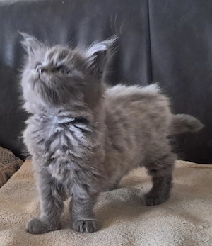 Wunderschönes Maine Coon Kitten auf Familiensuche 