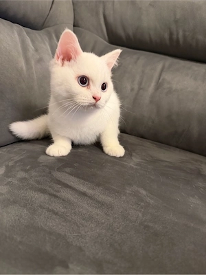 Reinrasige BKH kitten  Bild 8