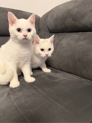 Reinrasige BKH kitten  Bild 4