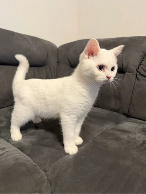 Reinrasige BKH kitten  Bild 3