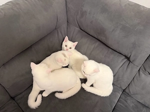 Reinrasige BKH kitten  Bild 2