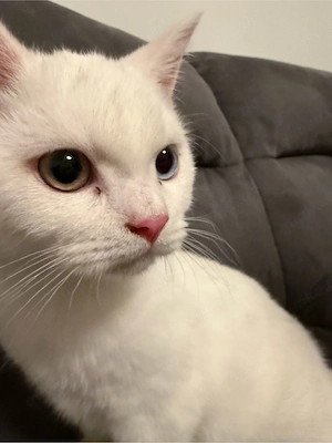 Reinrasige BKH kitten  Bild 6
