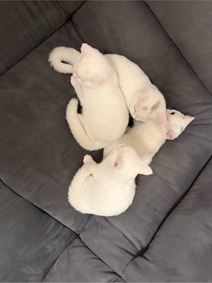 Reinrasige BKH kitten  Bild 9