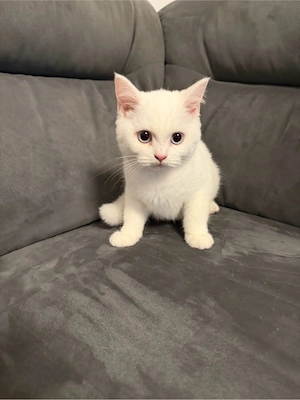 Reinrasige BKH kitten  Bild 5