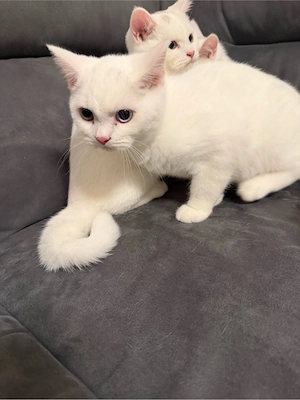 Reinrasige BKH kitten  Bild 10