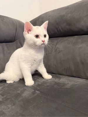 Reinrasige BKH kitten  Bild 7