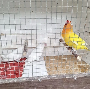 Volierenvögel 