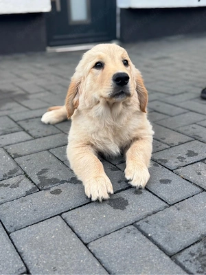 Golden Retriever Welpen