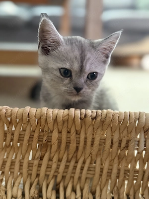BKH kitten Mix 9 Wochenalt Bild 2