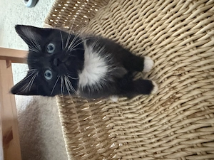 BKH kitten Mix 9 Wochenalt Bild 10