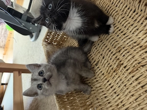 BKH kitten Mix 9 Wochenalt Bild 9