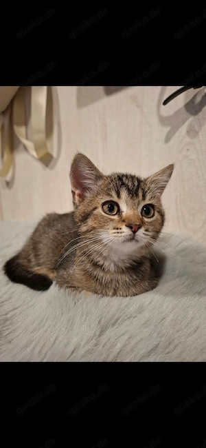 Sofort abgabebereit. Britisch Kurzhaar (BKH) Kitten suchen ein liebevolles Zuhause