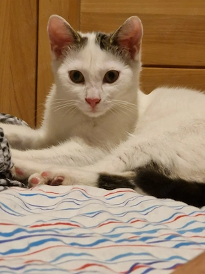 Süßer Kater 13 Wochen alt schweren Herzens herzugeben.