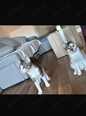 Katze & Kater 