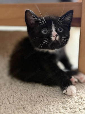 BKH kitten Mix 9 Wochenalt Bild 8