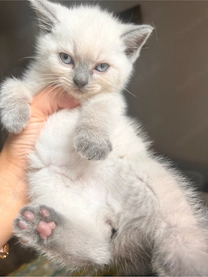BkH kitten (sind nur noch einen kater und eine kätzchen.