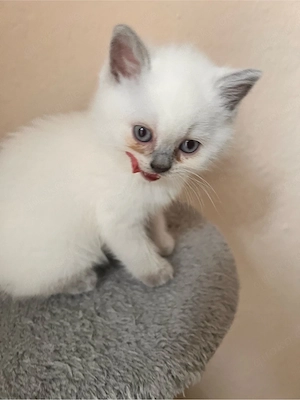 4Süße BkH kitten 