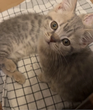 Kitten in liebevolle Hände abzugeben