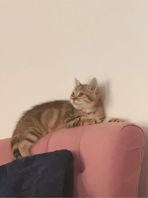 simba 26.05.2026 geb. 