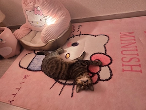 Mischling Katze BkH und Europäisch Kurzhaar