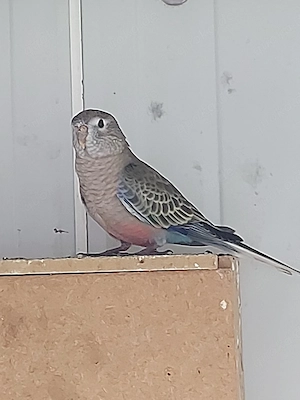 Bourkesittich Hahn - Vögel - Sittiche 
