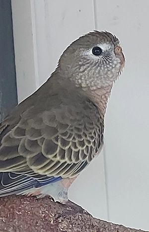 Bourkesittiche - Vögel - Sittiche 