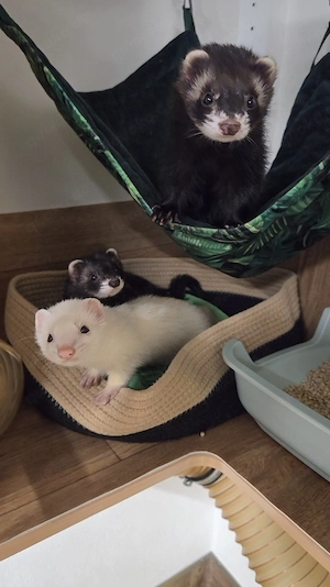 3 Frettchen Fähen suchen ein Zuhause