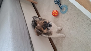 Harzer fuchs chihuahua mischling welpe 