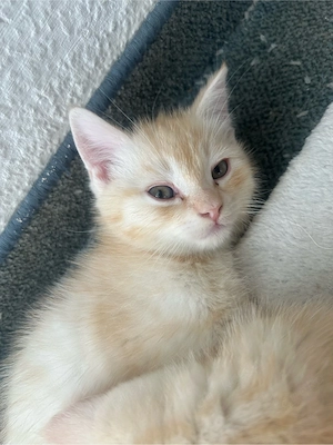  Ragdoll-BKH-Mix Kitten suchen ein liebevolles Zuhause    Bild 3
