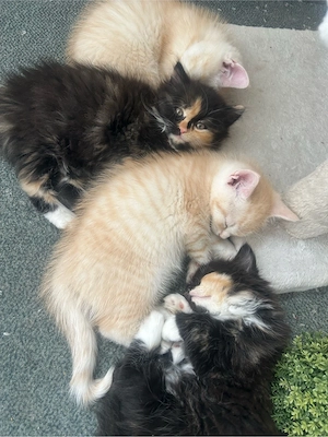  Ragdoll-BKH-Mix Kitten suchen ein liebevolles Zuhause    Bild 1