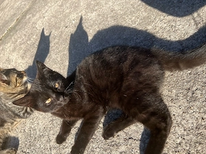 kleiner kater zum verkaufen 