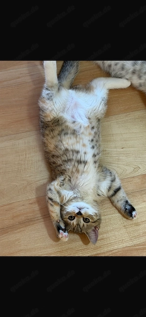 BKH Kitte zu verkaufen