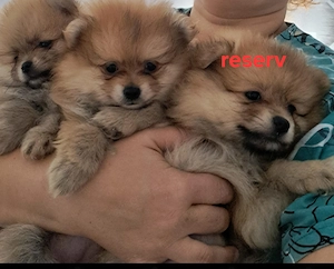Pomeranian  welpen