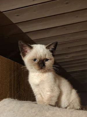 Vier BKH Kitten suchen ihren Herzensplatz auszugsbereit